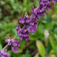 Salvia leucantha Cav.